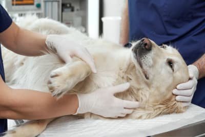 Veterinary Services, Animal Care & Pet Shops