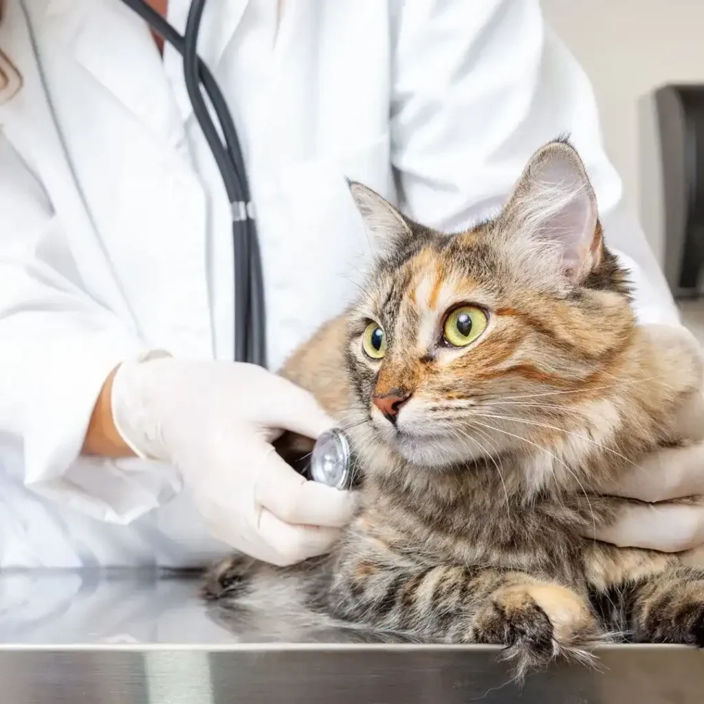 A Vet with cloves attend to a ginger colour cat that is lying on a table at the Langeban Animal Hospital.