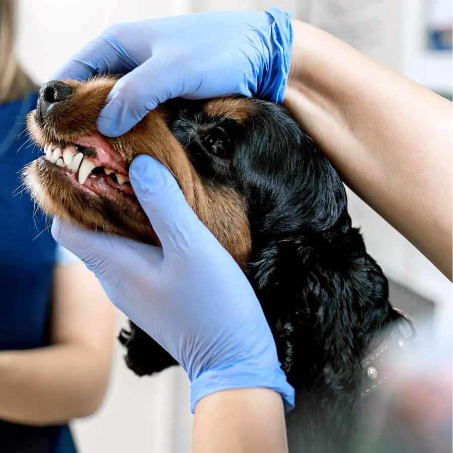 The teeth of a black colour dog is attended to by a Vet with blue cloves and his assistant, at the Langebaan Animal Hospital.