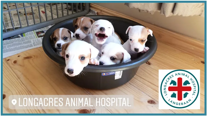 Six puppies in a plastic bowl at Langebaan Animal Hospital in Langebaan.