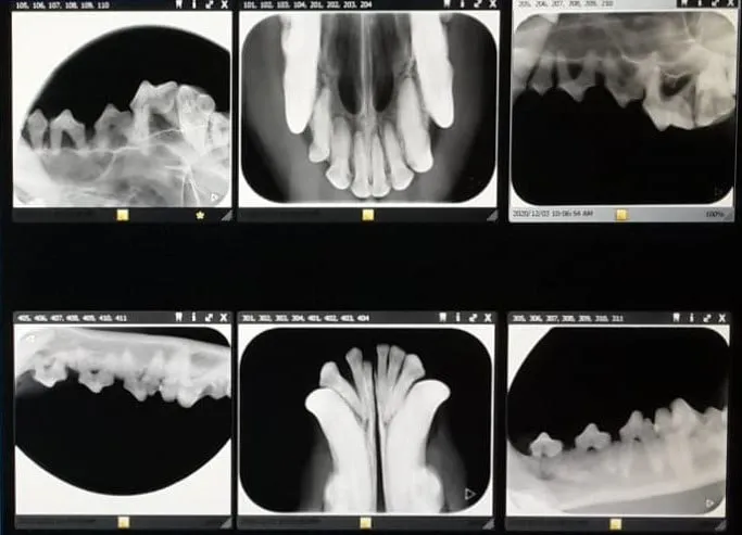 X-rays of animal teeth taken at the Long Acres Animal Hospital