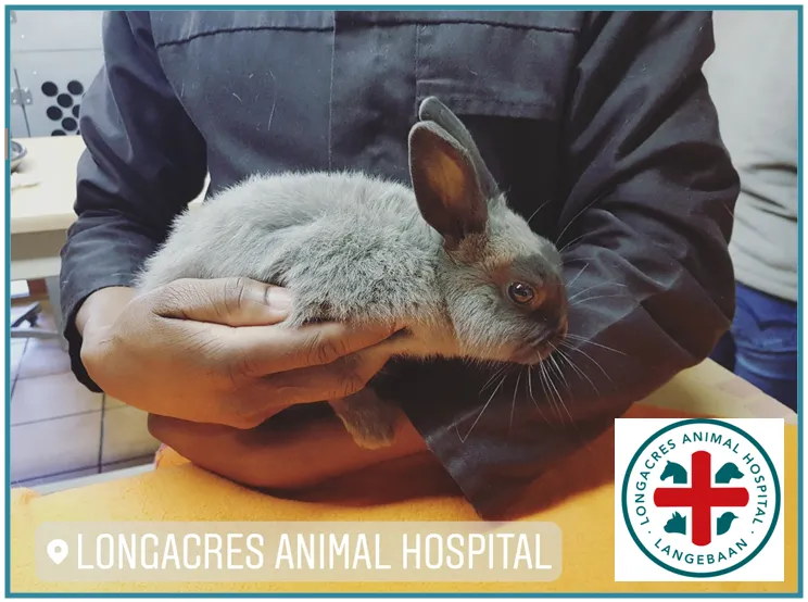 Long Acres Vet Services Langebaan